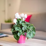 Апартаменты Cielo