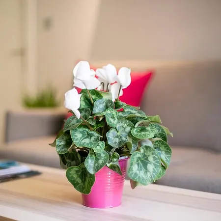 Apartment Cielo