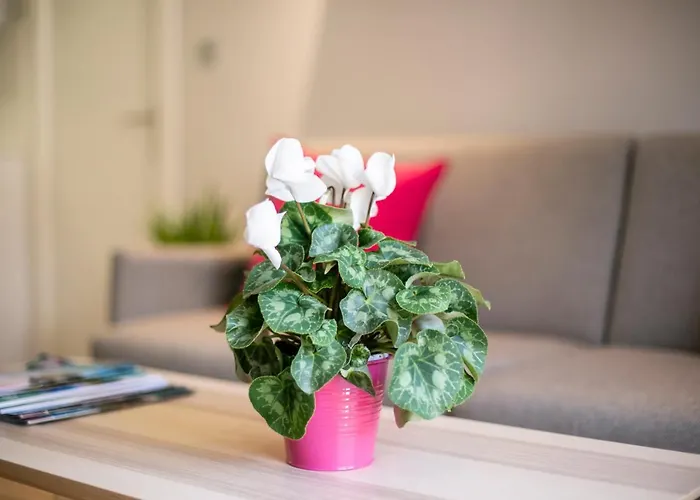 Appartement Cielo